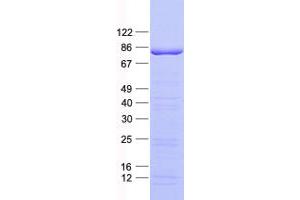Western Blotting (WB) image for Transcription Factor 12 (TCF12) protein (His tag) (ABIN2733353)
