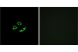 Immunofluorescence analysis of A549 cells, using OR4C12 Antibody.
