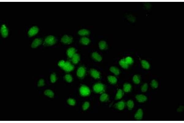 DND1 antibody  (AA 37-180)