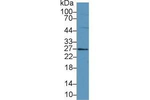 Western Blot; Sample: Mouse Small intestine lysate; Primary Ab: 1µg/ml Rabbit Anti-Mouse FAM3B Antibody Second Ab: 0. (FAM3B antibody  (AA 30-235))