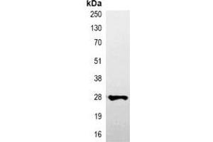 Immunoprecipitation of V5-tagged protein from HEK293T cells transfected with vector overexpressing V5 tag, using Anti-V5-tag Antibody. (V5 Epitope Tag antibody)