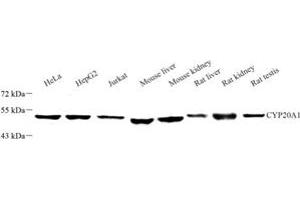 CYP20A1 antibody
