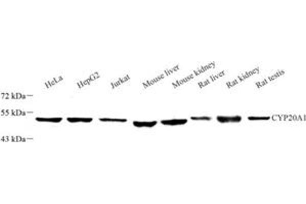CYP20A1 antibody