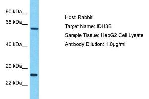 Host: Rabbit Target Name: IDH3B Sample Type: HepG2 Whole Cell lysates Antibody Dilution: 1.