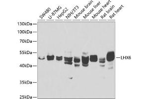 Western blot analysis of extracts of various cell lines, using LHX6 antibody (ABIN6128185, ABIN6143197, ABIN6143199 and ABIN6223215) at 1:1000 dilution. (LHX6 antibody  (AA 143-392))