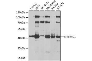 Western blot analysis of extracts of various cell lines, using MTERFD1 antibody (ABIN6133170, ABIN6144131, ABIN6144133 and ABIN6225104) at 1:1000 dilution. (MTERFD1 antibody  (AA 69-300))