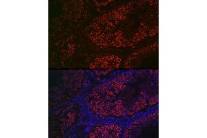 Immunofluorescence analysis of mouse testis using DDX4 Rabbit pAb (ABIN7266705) at dilution of 1:100 (40x lens). (DDX4 antibody  (AA 1-300))