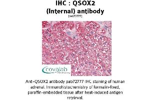 Image no. 1 for anti-Quiescin Q6 Sulfhydryl Oxidase 2 (QSOX2) (Internal Region) antibody (ABIN1738669) (QSOX2 antibody  (Internal Region))