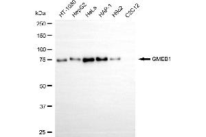 anti-Glucocorticoid Modulatory Element Binding Protein 1 (GMEB1) antibody