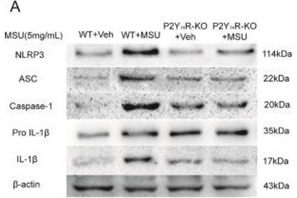 beta Actin antibody  (AA 1-50)