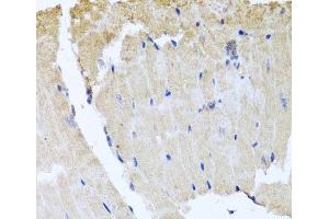 Immunohistochemistry of paraffin-embedded Mouse heart using RAB24 Polyclonal Antibody at dilution of 1:100 (40x lens). (RAB24 antibody)