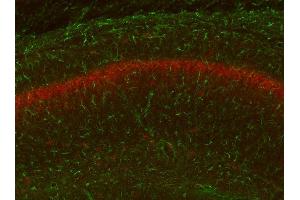 Adult WT and KO mouse hippocampus immunofluorescence with N206A/8 (green) and KC rabbit anti- Kv2. (GFAP antibody  (AA 411-422))