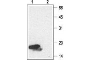 Western blot analysis of Recombinant human Neurotrophin-4 (NT-4) protein (#N-270), (10 ng): - 1. (Neurotrophin 4 antibody  (Intracellular))