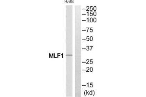 Western Blotting (WB) image for anti-Myeloid Leukemia Factor 1 (MLF1) (Internal Region) antibody (ABIN1851604) (MLF1 antibody  (Internal Region))