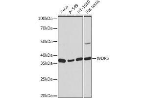 Western blot analysis of extracts of various cell lines, using WDR5 Rabbit mAb (ABIN7271358) at 1:1000 dilution. (WDR5 antibody)