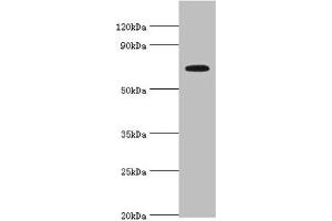 SLC27A4 anticorps  (AA 494-643)