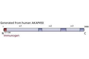 Image no. 3 for anti-A Kinase (PRKA) Anchor Protein (Yotiao) 9 (AKAP9) (AA 17-130) antibody (ABIN968571)