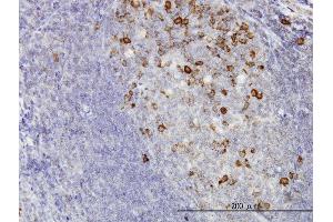 Immunoperoxidase of monoclonal antibody to CCNB1 on formalin-fixed paraffin-embedded human tonsil. (Cyclin B1 antibody  (AA 1-90))