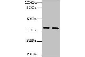 Western blot All lanes: QKI antibody at 1. (QKI antibody  (AA 1-341))