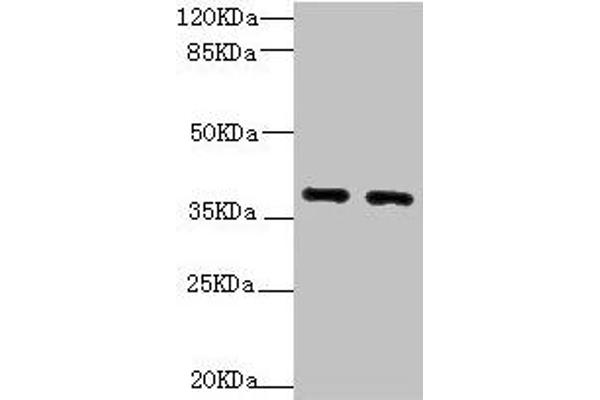 QKI antibody  (AA 1-341)