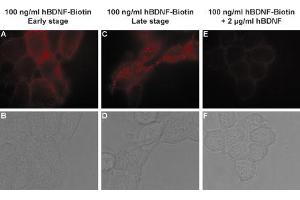 human BDNF-Biotin binds TrKB receptors in living and stably transfected HEK293 cells and is displaced by un-labeled human BDNF.