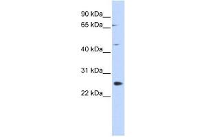 SPATA22 antibody used at 1 ug/ml to detect target protein. (SPATA22 antibody  (N-Term))