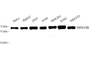 Western blot analysis of DDX19B (ABIN7073694) at dilution of 1: 800