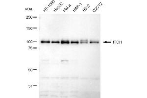 Western blotting analysis using ITCH antibody (ABIN7799137).