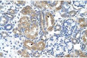 Immunohistochemical staining (Formalin-fixed paraffin-embedded sections) of human kidney with COBLL1 polyclonal antibody  at 4-8 ug/mL working concentration.