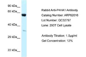 Western Blotting (WB) image for anti-Prolyl 4-Hydroxylase, alpha Polypeptide I (P4HA1) (Middle Region) antibody (ABIN971345) (P4HA1 antibody  (Middle Region))