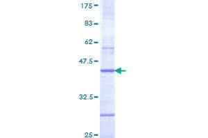 Cholinergic Receptor, Nicotinic, beta 4 (Neuronal) (CHRNB4) (AA 68-177) protein (GST tag)