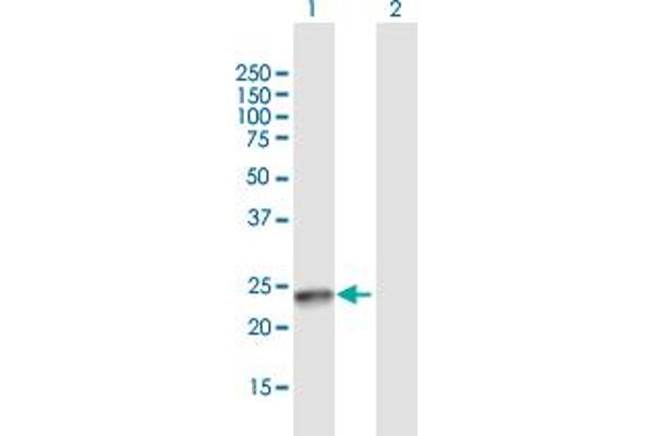 SSX4B antibody  (AA 1-188)