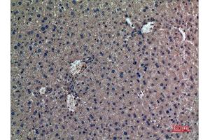 Immunohistochemistry (IHC) analysis of paraffin-embedded Mouse Liver, antibody was diluted at 1:100. (Prothrombin antibody  (Internal Region))
