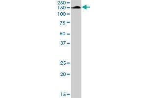 AFF4 MaxPab rabbit polyclonal antibody. (AFF4 antibody  (AA 1-365))