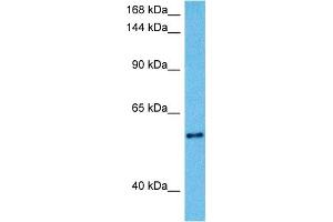 Host:  Mouse  Target Name:  KCNQ2  Sample Tissue:  Mouse Liver  Antibody Dilution:  1ug/ml (KCNQ2 antibody  (Middle Region))