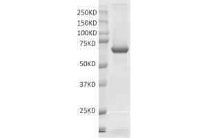 Recombinant PRMT3 protein gel. (PRMT3 Protein (DYKDDDDK Tag))