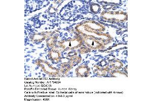 Human kidney (MEIS2 antibody  (N-Term))