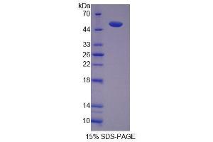 SDS-PAGE analysis of Mouse SKAP1 Protein. (SKAP1 Protein)