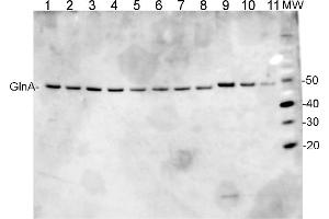 From the left: Synechococcus sp. (GlnA antibody)