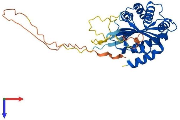 BCCIP Protein (AA 1-316) (His tag)