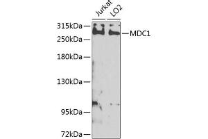 Western blot analysis of extracts of various cell lines, using MDC1 antibody (ABIN6131721, ABIN6143660, ABIN6143662 and ABIN6224387) at 1:1000 dilution. (MDC1 antibody  (AA 1-350))