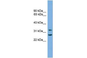 WB Suggested Anti-FSTL1 Antibody Titration: 0. (FSTL1 antibody  (C-Term))
