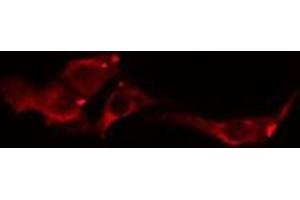 ABIN6275018 staining  Hela cells by IF/ICC. (CLDN8 antibody  (C-Term))