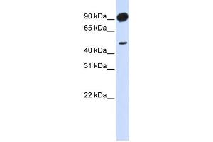 Western Blotting (WB) image for anti-Adducin 2 (Beta) (ADD2) antibody (ABIN2459527) (ADD2 antibody)