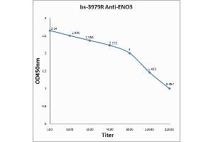 Antigen: 0. (ENO3 antibody  (AA 341-434))