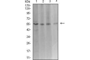 Western blot analysis using ASF1B mouse mAb against Hela (1), COS7 (2), HCT116 (3), and CHO3D10 (4) cell lysate. (ASF1B antibody  (AA 1-202))
