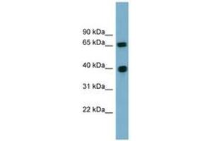 Cyclin J antibody  (AA 71-120)