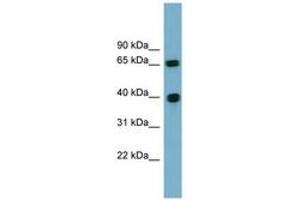 Cyclin J anticorps  (AA 71-120)