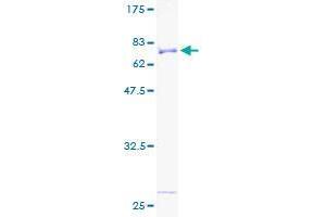 Image no. 1 for serine/threonine Kinase 32B (STK32B) (AA 1-414) protein (GST tag) (ABIN1321688) (STK32B Protein (AA 1-414) (GST tag))