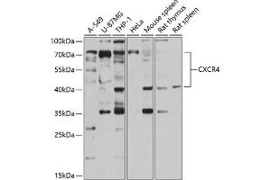 Western blot analysis of extracts of various cell lines, using CXCR4 antibody (ABIN6131543, ABIN6139284, ABIN6139286 and ABIN6217755) at 1:1000 dilution. (CXCR4 antibody  (AA 1-42))